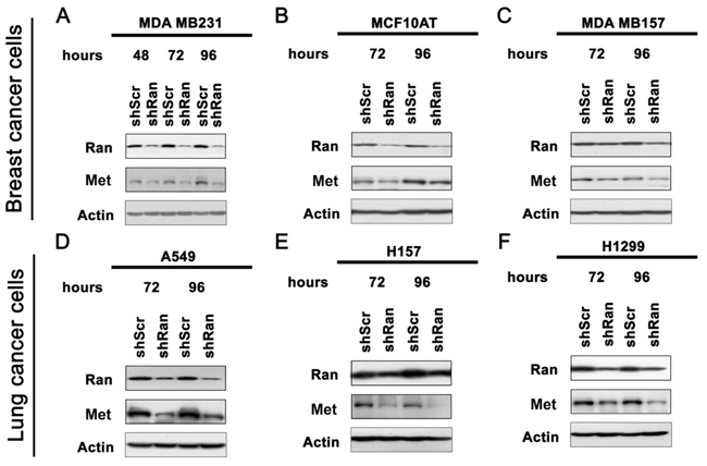 Knockdown of Ran downregulates Met in multiple cell lines.