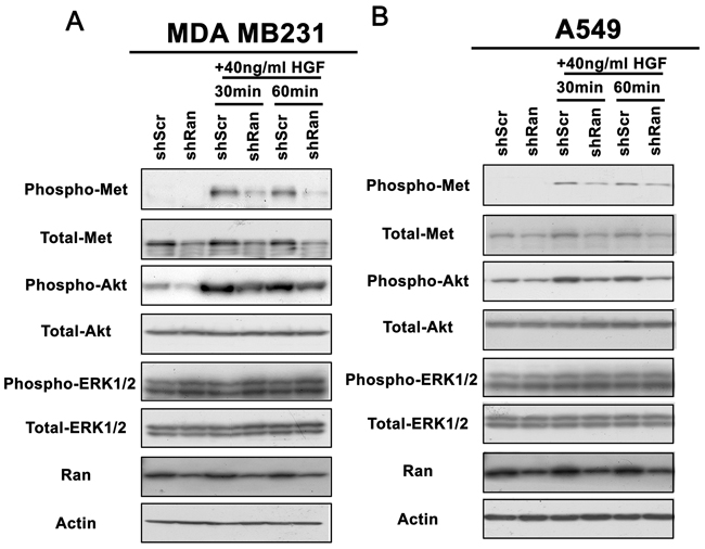 Knockdown of Ran reduces responsiveness of Met-Akt signalling to stimulation by HGF.