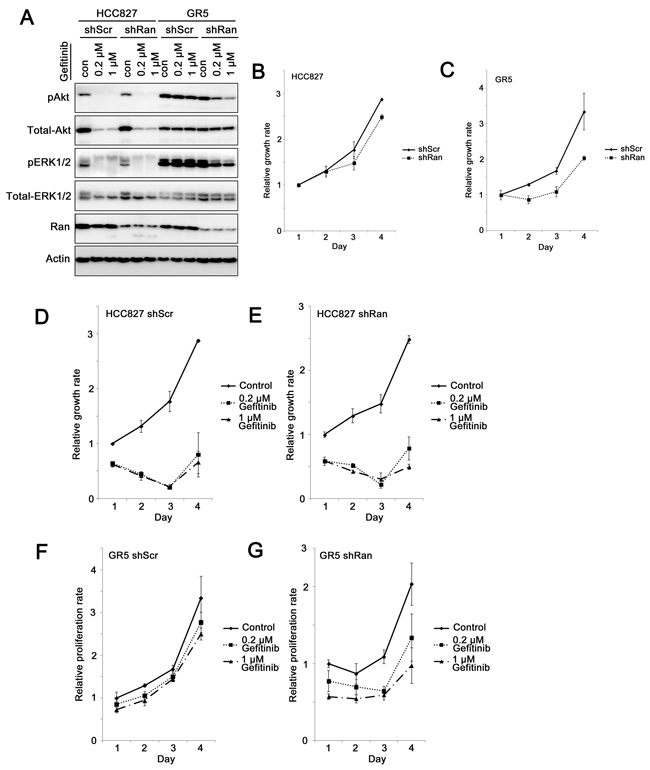 Knockdown of Ran sensitizes Met-overexpressing gefitinib-resistant lung cancer cells to gefitinib.