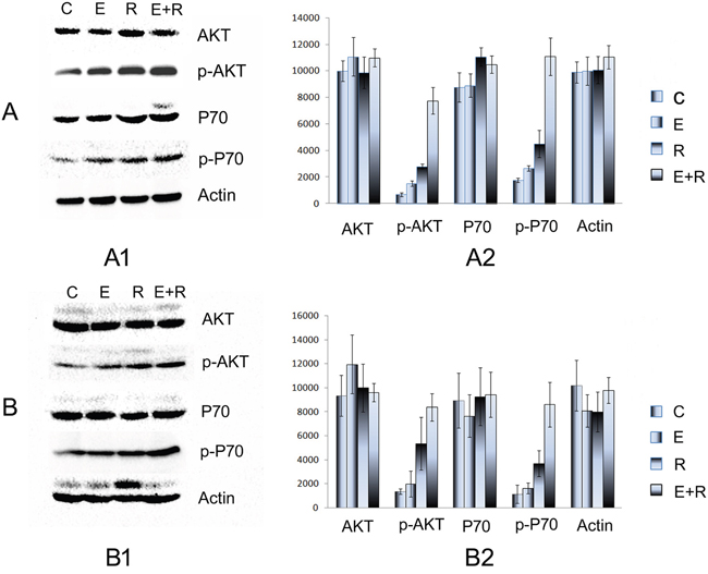 Association between drug resistance and PI3K-AKT-mTOR pathway activity.