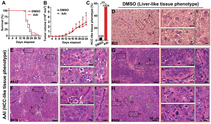 In vivo validation of tumorigenicity of premalignant cells in the liver-like tissue.