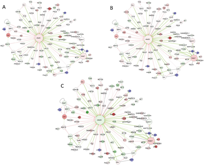 Visualization of common and differential gene expression changes within the NRF2 network and signaling pathways.