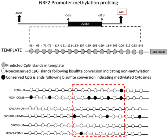 Combination of HER2 targeting immunotherapeutic agents, Pertuzumab and Trastuzumab cause hypermethylation of NRF2 promoter.