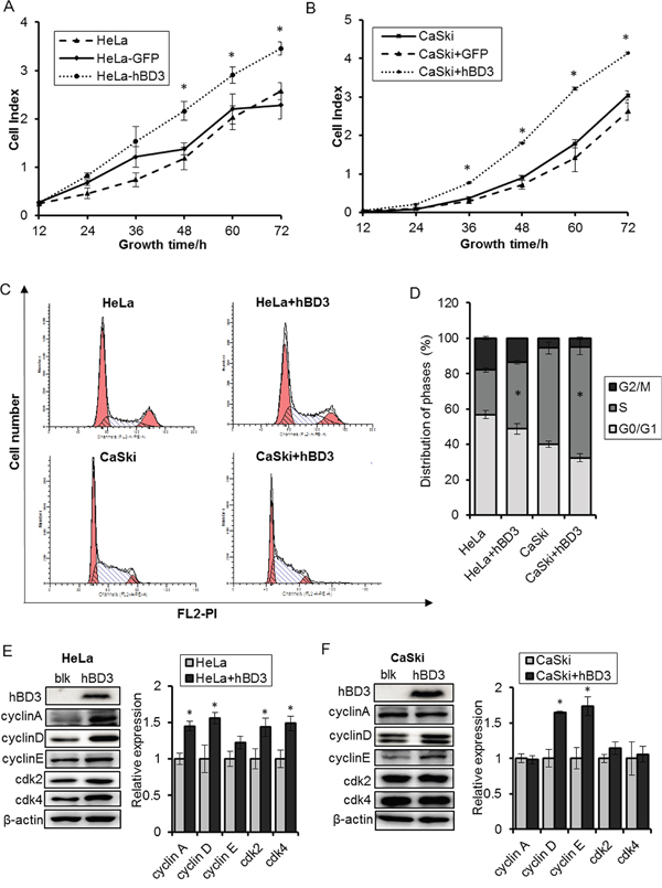 Effects of overexpression of hBD3 on cell proliferation.