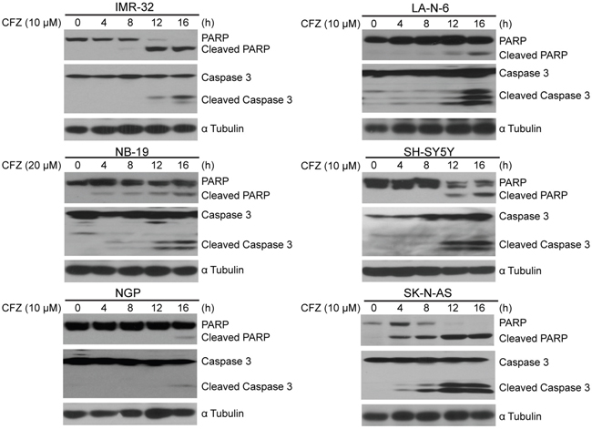 CFZ induces apoptosis of NB cells.