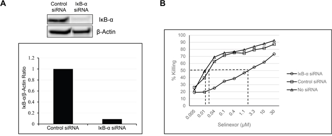 Reduction in the levels of I&kappa;B-&alpha; affects the potency of selinexor.