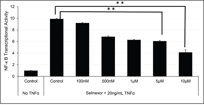 Selinexor inhibited NF-&kappa;B transcriptional activity.
