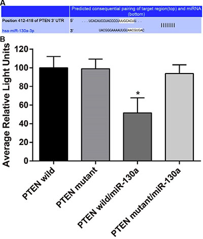 MiR-130a directly target at PTEN.