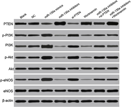 Comparisons of the expressions of miR-130a, PTEN and the PI3K/Akt/eNOS signaling pathway-related proteins in HCAECs among eight groups.