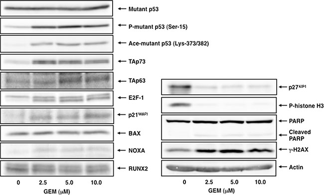 GEM-mediated induction of TAp73/TAp63 together with their target gene products.