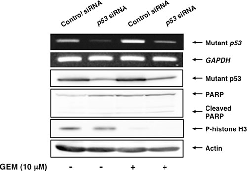 Depletion of mutant p53 does not stimulate GEM-mediated proteolytic cleavage of PARP.