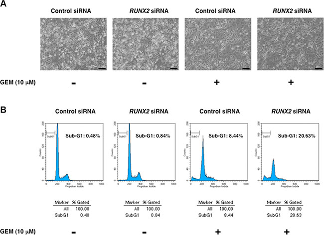 RUNX2-depleted Panc-1 cells efficiently undergo cell death in response to GEM.