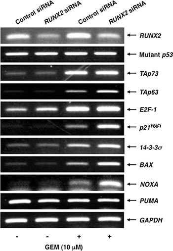 Silencing of RUNX2 in Panc-1 cells further stimulates GEM-mediated induction of TAp63 and its target gene expression.