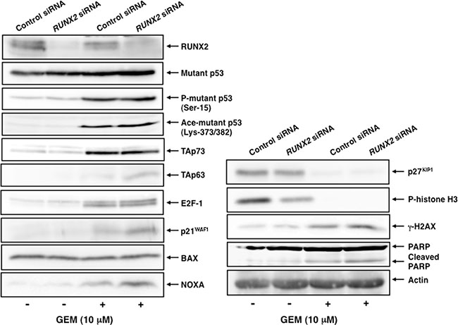 GEM-mediated induction of TAp63 and its target gene products is further augmented in RUNX2-depleted Panc-1 cells.