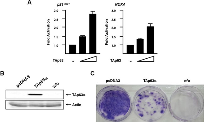 Forced expression of TAp63&#x03B1; in Panc-1 cells enhances p53 family-target promoter activities and promotes cell cycle arrest and/or cell death.