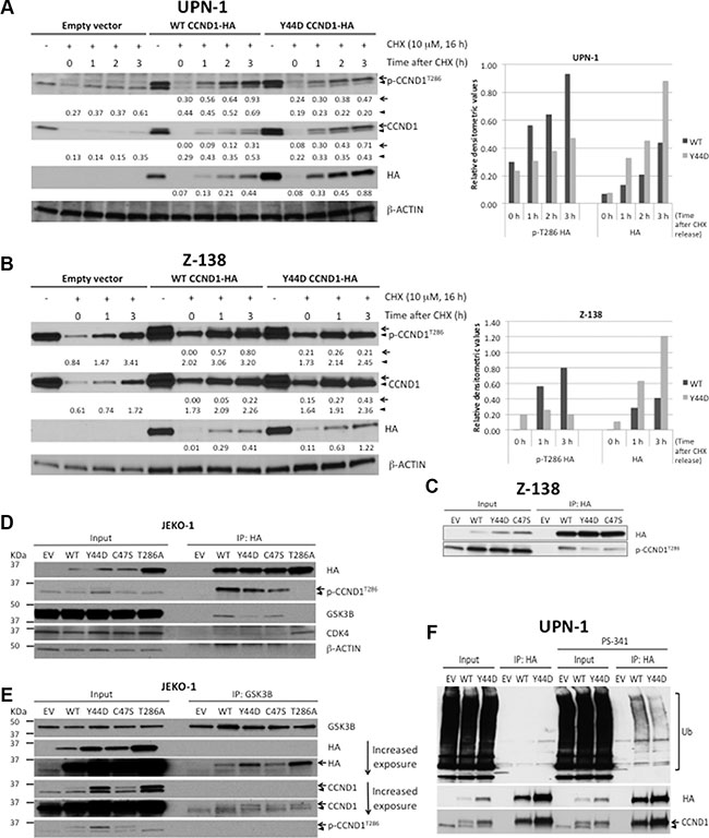 CCND1 mutations interfere with T286 phosphorylation and protein ubiquitination.
