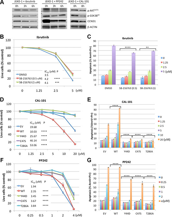 CCND1 mutations promote resistance to CAL-101 and PP242.
