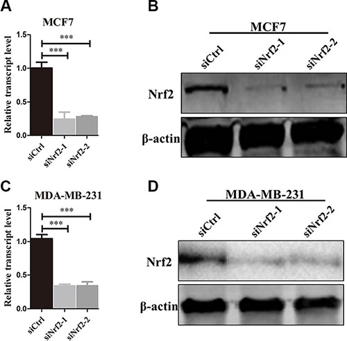 NRF2 is effectively knocked down by siNrf2.