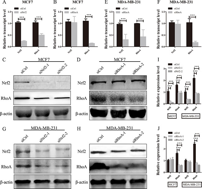 NRF2 promotes the expression of RhoA in breast cancer cells.