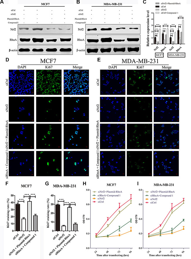 RhoA reverses the effect of NRF2 downregulation on cell proliferation.