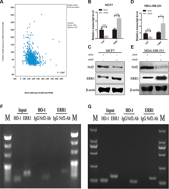 NRF2 negatively regulate the expression of ERR1.