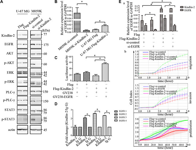 Kindlin-2 activates EGFR signaling and promotes EGFR transcription.