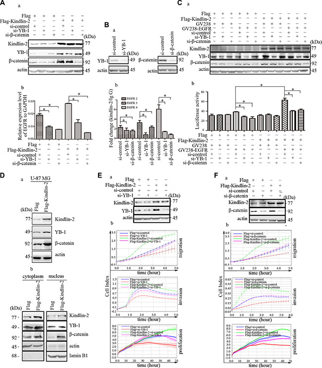 YB-1 and &#x03B2;-catenin are required for Kindlin-2-mediated EGFR transcription and function in glioma.