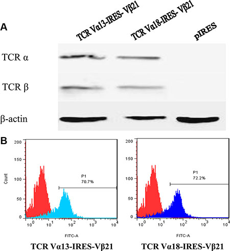 Expression of TCR &#x03B1;13/&#x03B2;21 and &#x03B1;18/&#x03B2;21 on HEK 293 cells and Jurkat T cells transduced with TCR V&#x03B1;13-IRES-V&#x03B2;21 and V&#x03B1;18-IRES-V&#x03B2;21.
