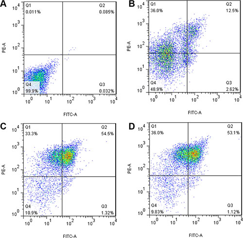 Expression of TCR &#x03B1;13/&#x03B2;21 and &#x03B1;18/&#x03B2;21 on CD3+ T cells transduced with pIRES, TCR V&#x03B1;13-IRES-V&#x03B2;21 and TCR V&#x03B1;18-IRES-V&#x03B2;21.
