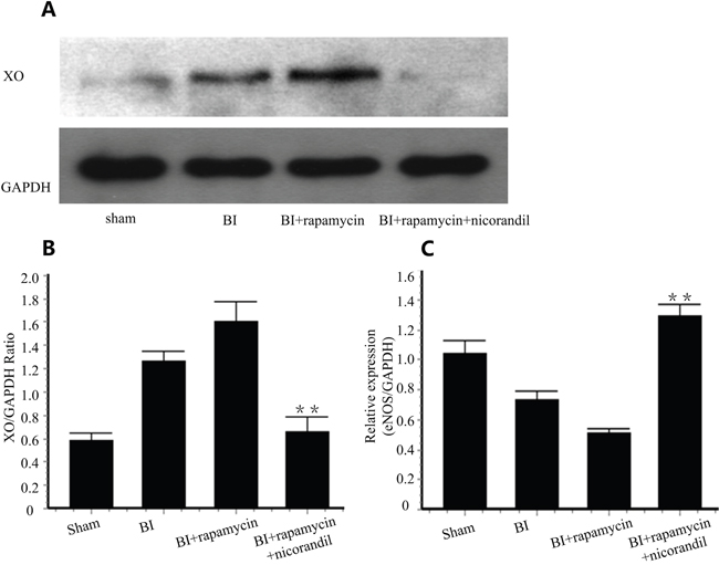 Nicorandil inhibits XO production and promotes eNOS expression.