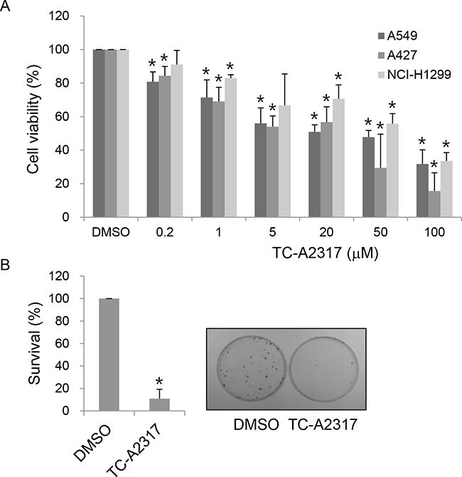 TC-A2317 inhibits cell proliferation.
