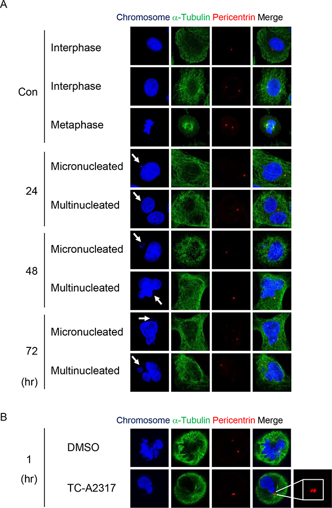 TC-A2317 results in abnormal centrosome formation, microtubule destabilization and prolonged mitosis.