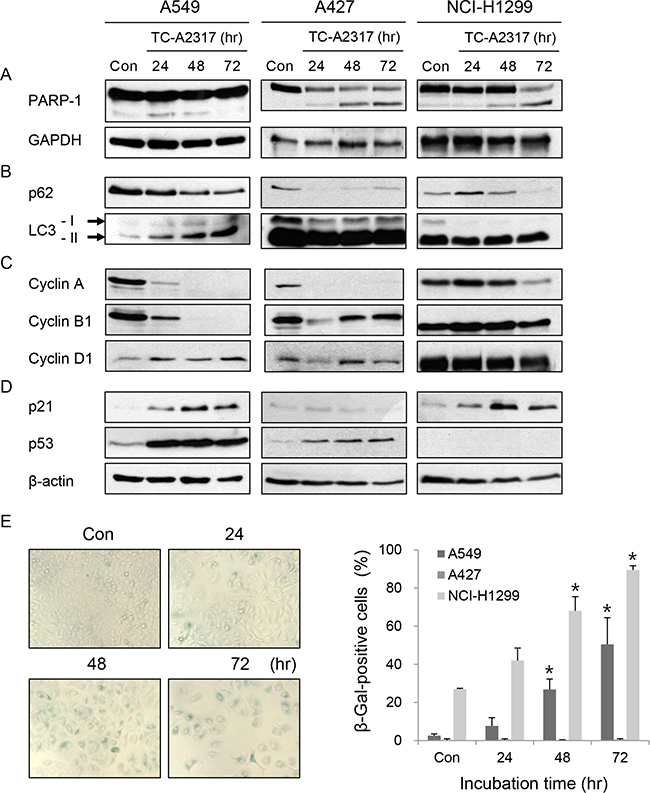 TC-A2317 induces apoptosis, autophagy or senescence.