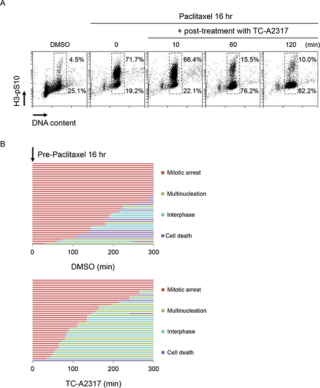 TC-A2317 promotes the exit from mitotic arrest.