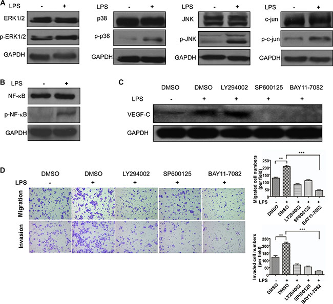 TLR4-NF-&#x03BA;B/JNK signal pathways trigger VEGF-C expression.