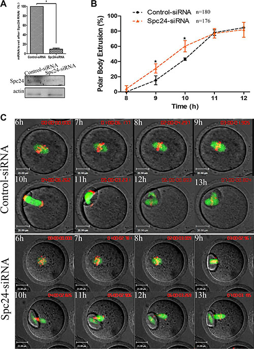 Knockdown of Spc24 accelerates polar body extrusion.