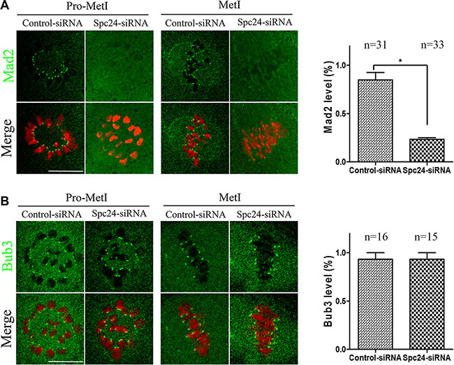 Mad2-mediated SAC inactivation in Spc24-depleted oocytes.