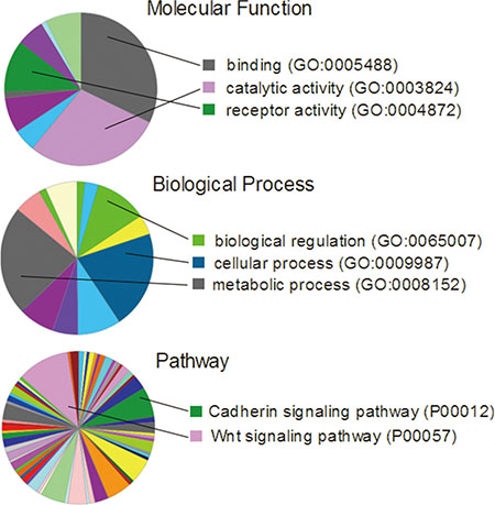 Gene ontology analysis of the 269 genes that had 2-fold increase of expression noise in BRCA, LIHC, LUAD, LUSC and COAD.