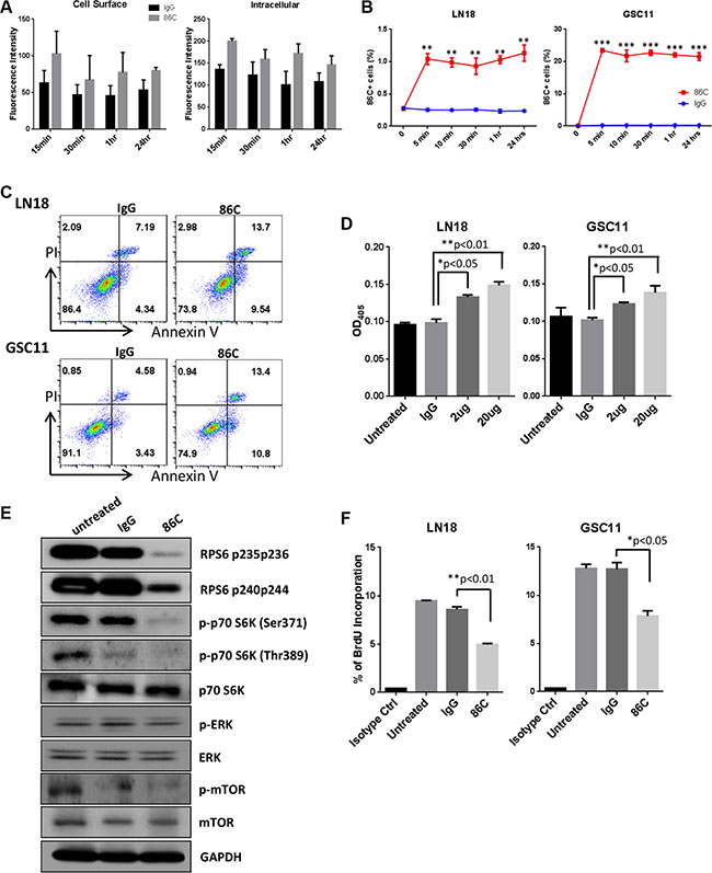 Rapid internalization of 86C is associated with induction of cell apoptosis and inhibition of cell proliferation.