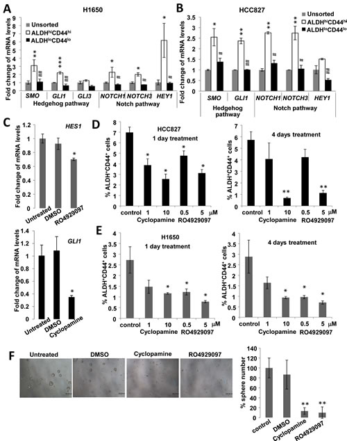 Hedgehog and Notch signaling were involved in ALDH