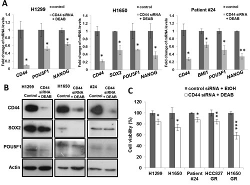 CD44 knockdown and ALDH inhibition reduced pluripotency gene expression and sensitized cells to drug treatment.