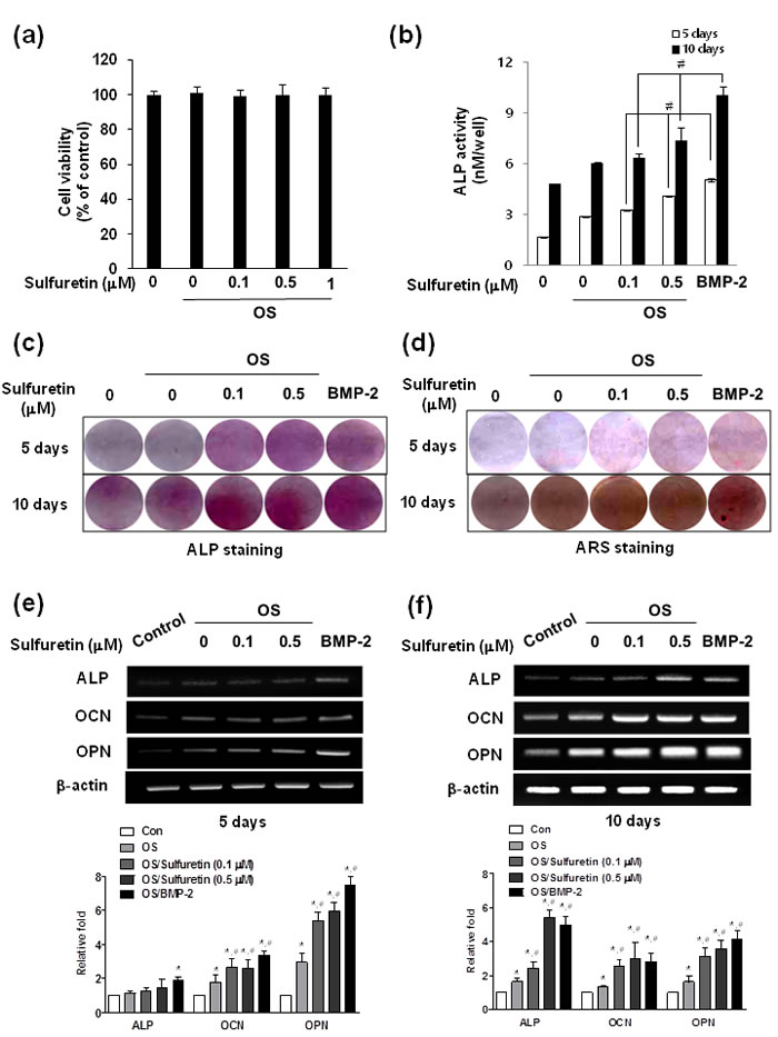 Effects of sulfuretin on cytotoxicity and osteoblastic differentiation in primary cultured osteoblasts.