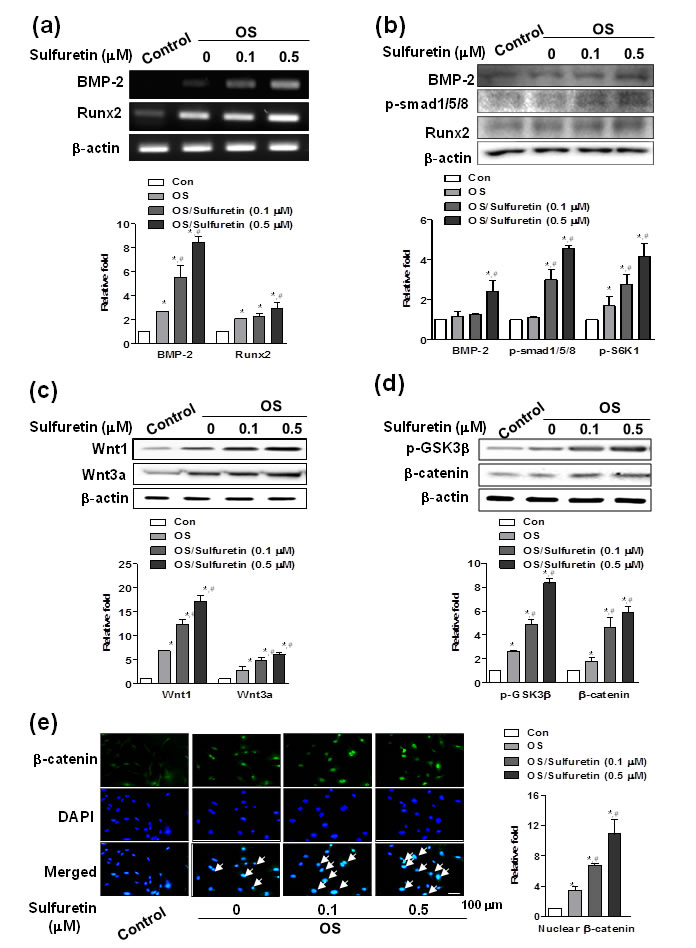 Effects of sulfuretin on the BMP and Wnt/&#x3b2;-catenin pathway in primary osteoblasts.