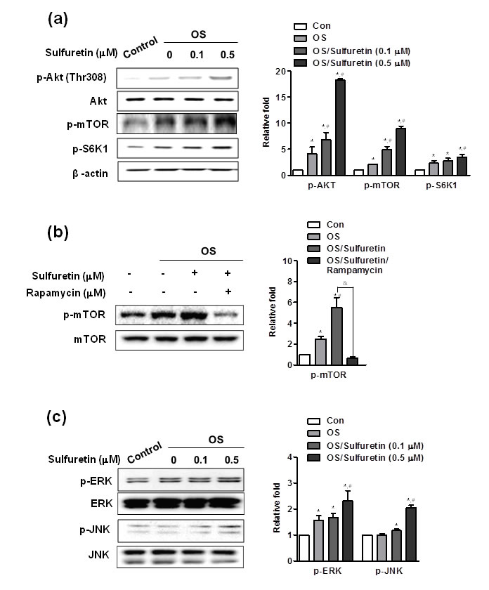 Effects of sulfuretin on the activation of Akt (A), mTOR (A, B), and MAP kinase (C) signaling in primary osteoblasts.