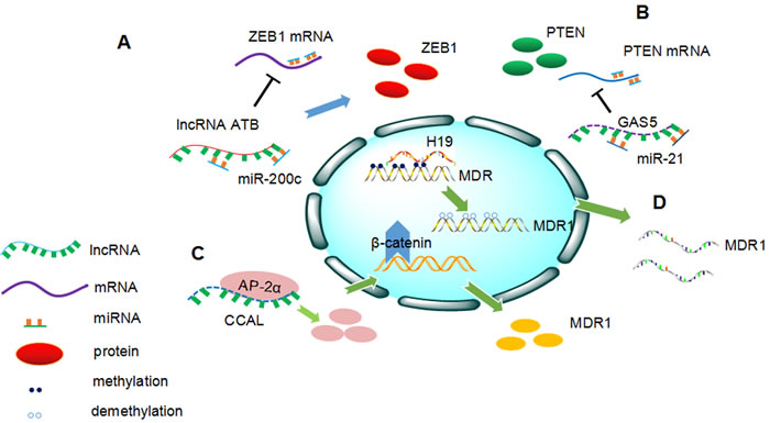 Overview of the involvement of long non-coding RNAs (lncRNAs) in cancer drug resistance.