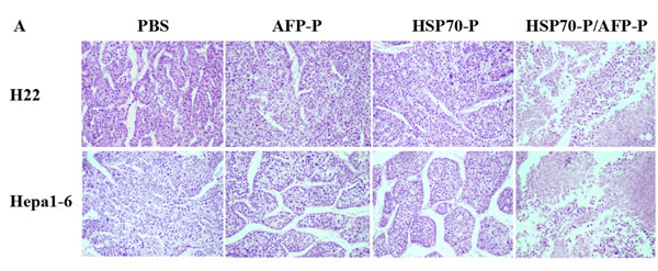 HSP70-P/AFP-P vaccination induced protective effect against H22 or Hepa1-6 tumors.