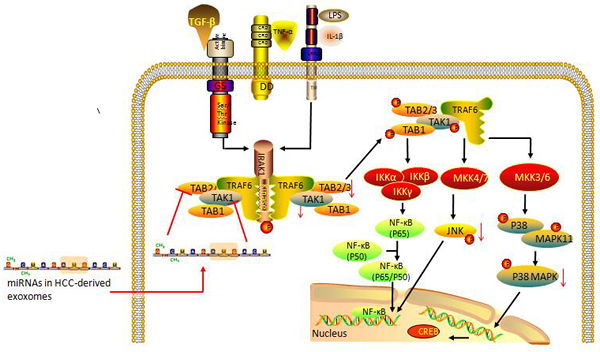 HCC-derived exosomal miRNAs may mediate tumor progression through modulating the TAK1-associated signaling pathway in recipient cells.