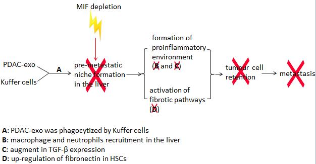 MIF is involved in PDACs-derived exosomes mediated pre-metastatic niche formation in the liver.