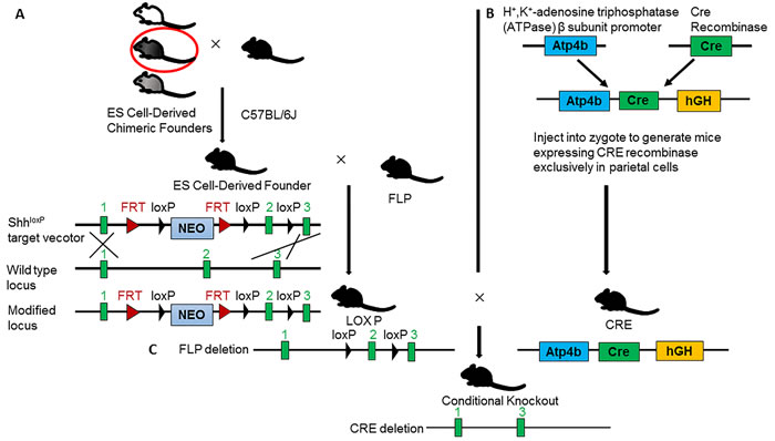 The flowchart of creating conditional knockout mice with specific ablation of