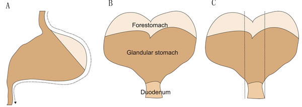 The schematic figure of dissecting method for mouse stomach.